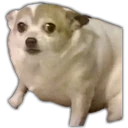 స్టికర్