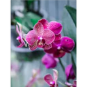 Կպչուն պիտակ