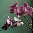 Կպչուն պիտակ