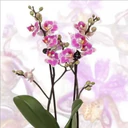 Կպչուն պիտակ