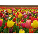 Կպչուն պիտակ