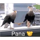 ස්ටිකර්