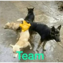 ස්ටිකර්