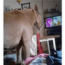 ස්ටිකර්